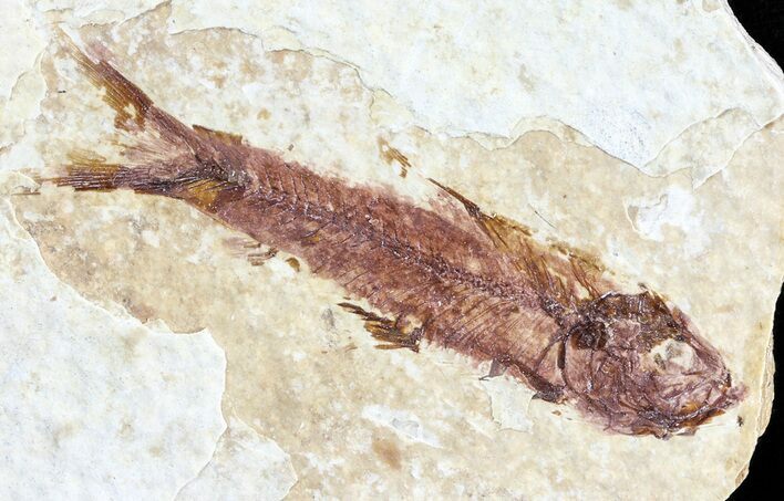 Knightia Fossil Fish - Wyoming #60830
